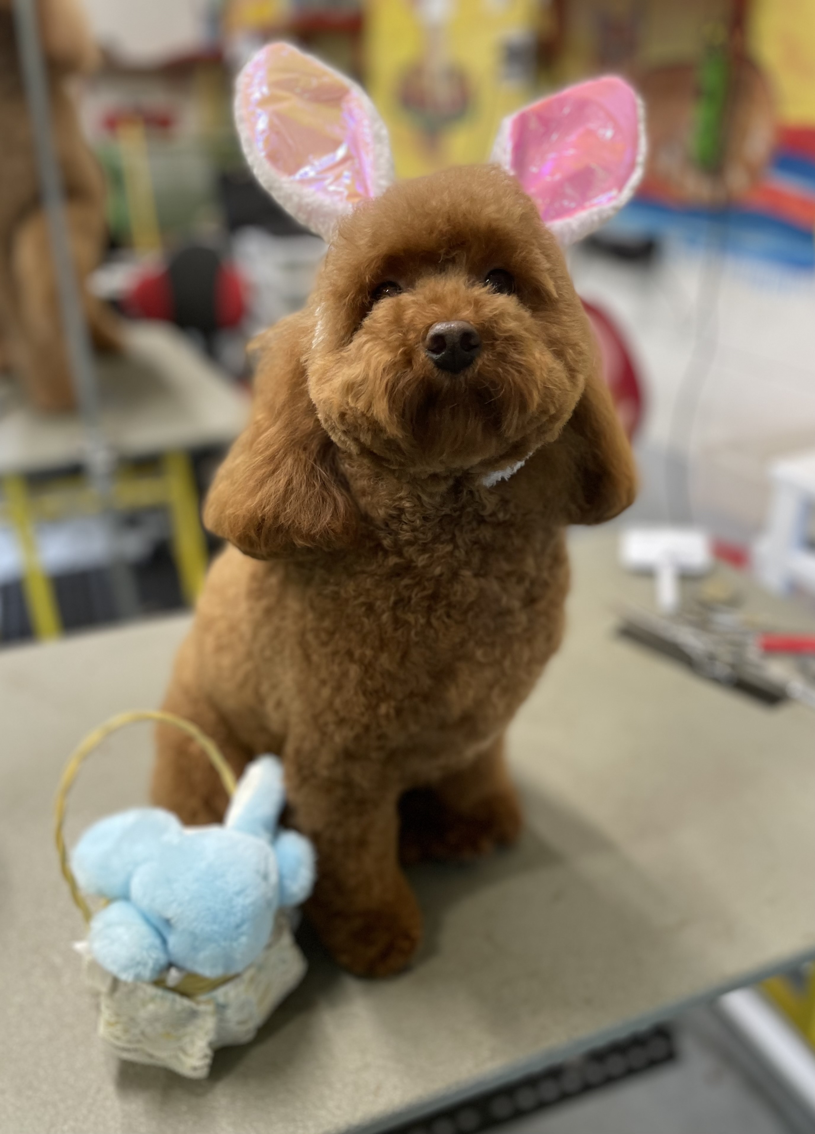 Alexis Portfolio Dog 2