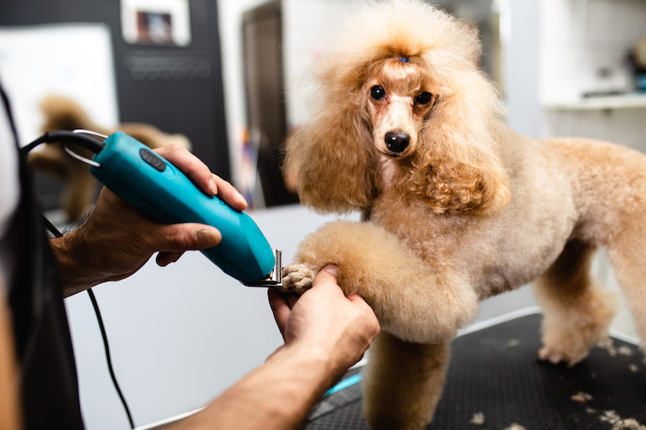 Poodle Getting Nails