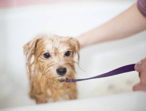 A Guide to Preparing for a Grooming Appointment